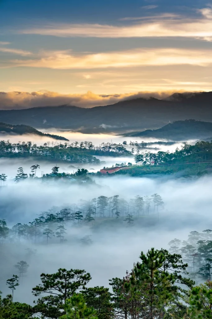 Biển mây và rừng thông Tam Đảo lúc bình minh