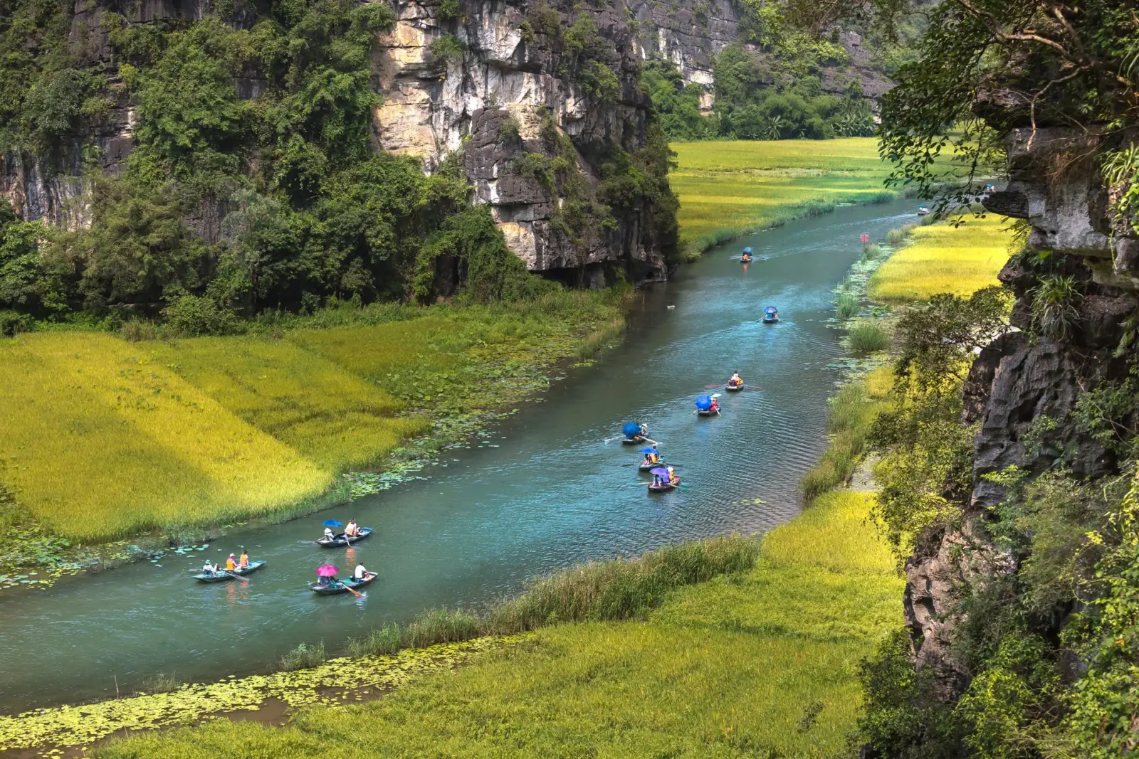 Thuyền nan chở khách trên sông Ngô Đồng giữa cánh đồng lúa chín vàng và vách núi đá, Tam Cốc, Ninh Bình