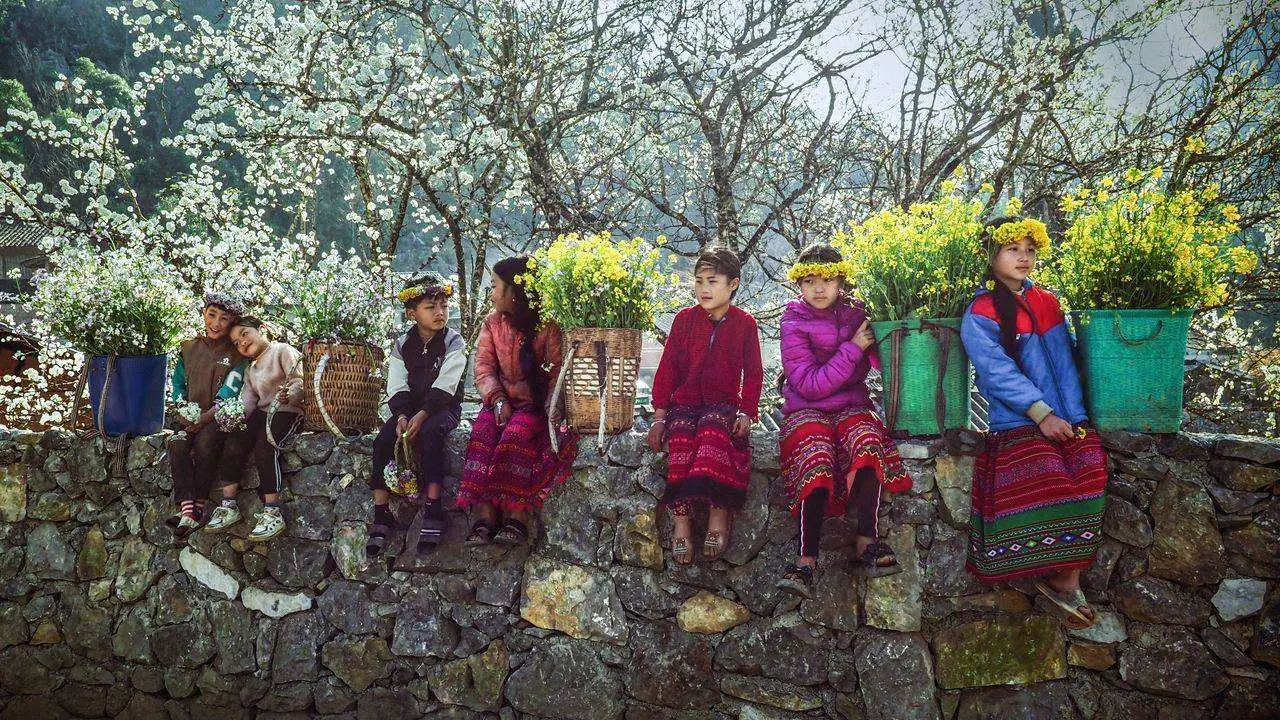 Trẻ em vùng cao Hà Giang ngồi trên bờ tường đá, đội vòng hoa cải vàng, sau lưng là vườn mận nở trắng
